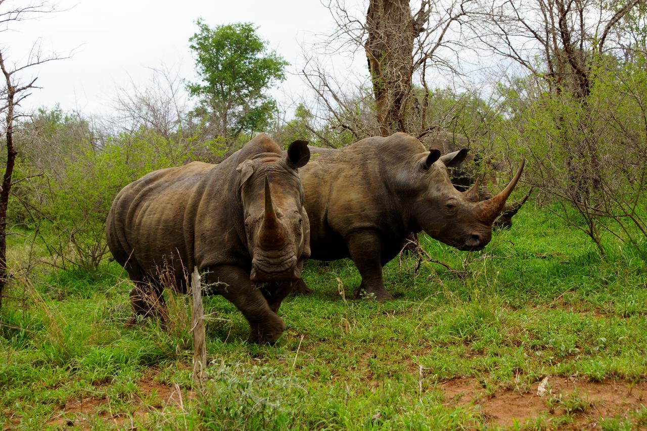 Marloth Park Hippo Houseヴィラ エクステリア 写真